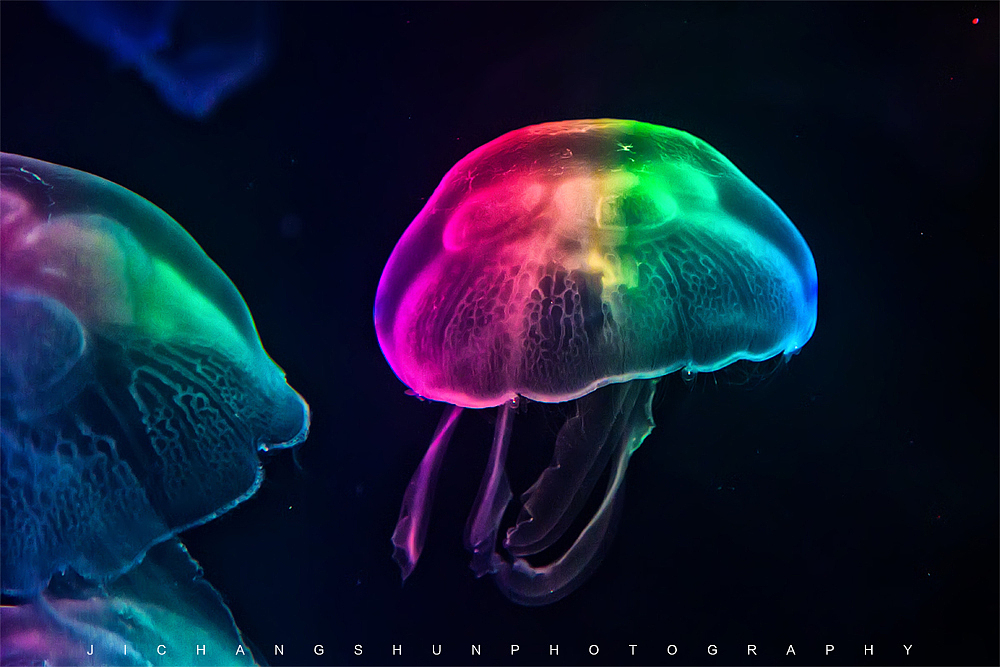 天才舞蹈者：水母（图ZMTYwMzcyNDg=） - 宠物摄影 - 站酷设计师觉纪原创素材 - 站酷ZCOOL