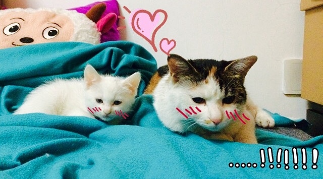 家有蠢猫妹妹（图ZMjU3ODA5OTY=） - 宠物摄影 - 站酷设计师豚豚neko原创素材 - 站酷ZCOOL