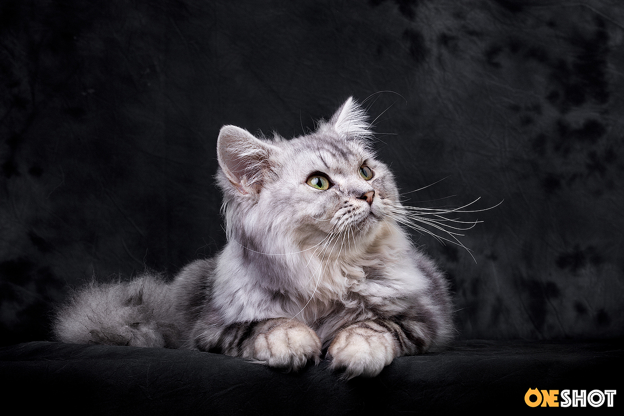 一些宠物棚拍肖像