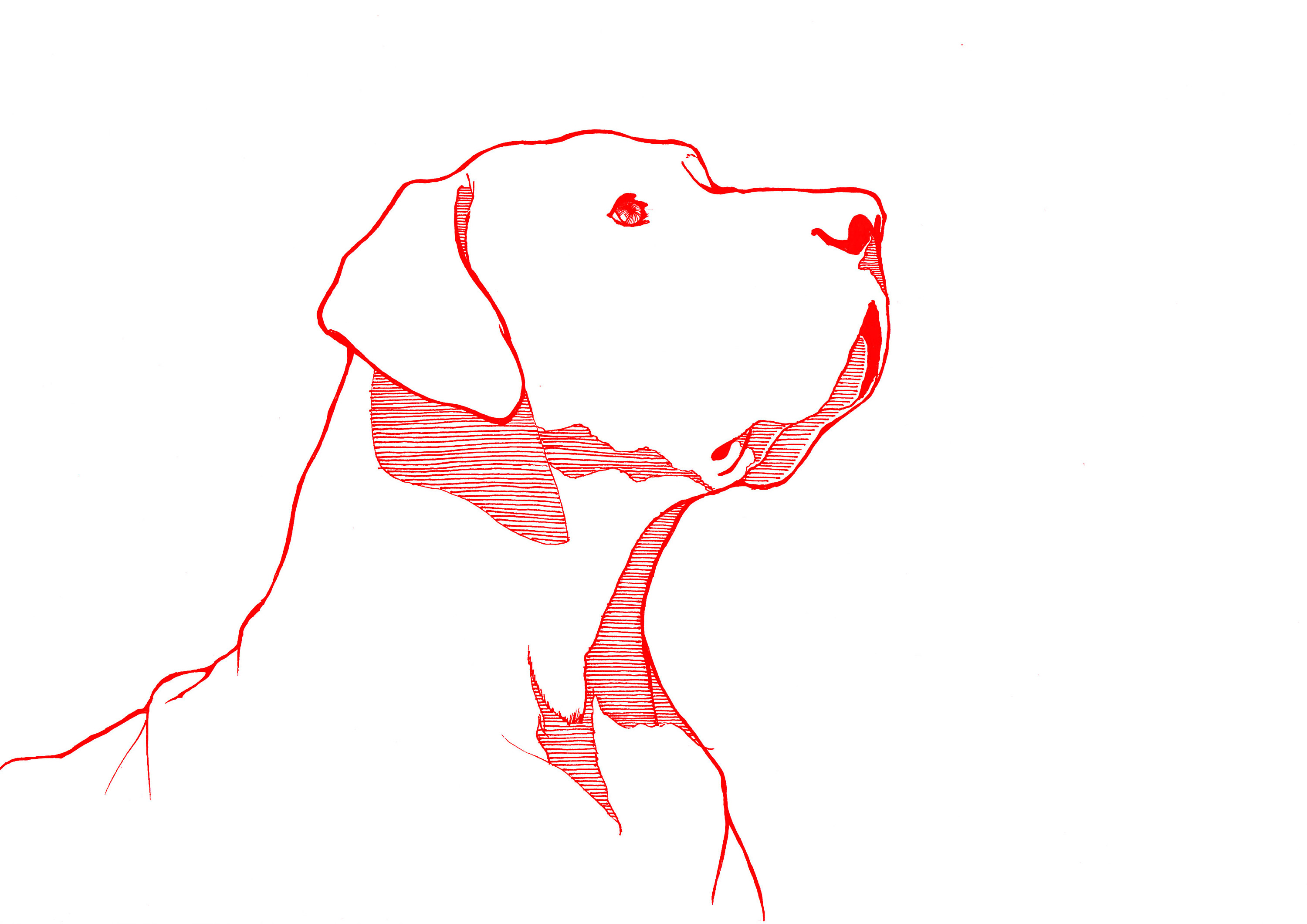 狗|插画|创作习作|shawn_sai - 原创作品 - 站酷 (zcool)