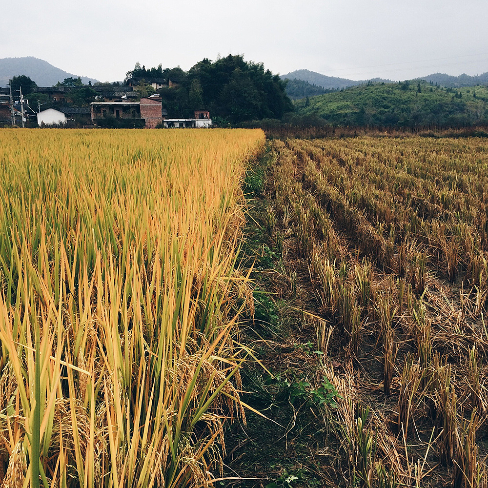 一片稻田