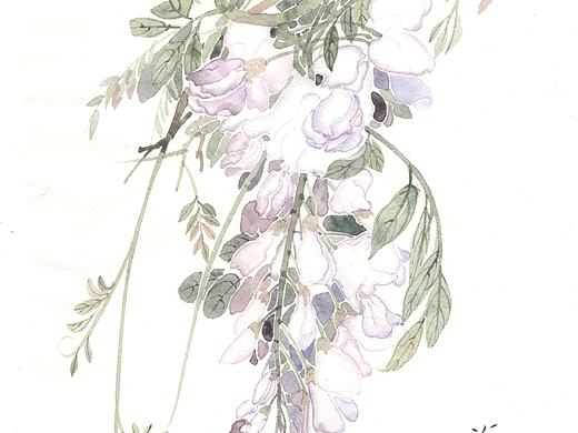 紫藤花