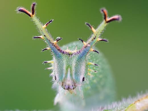 瓜哥生态微距摄影/五彩斑斓的季节