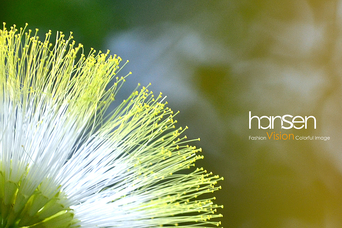 夜合欢,恰似孔雀又开屏!