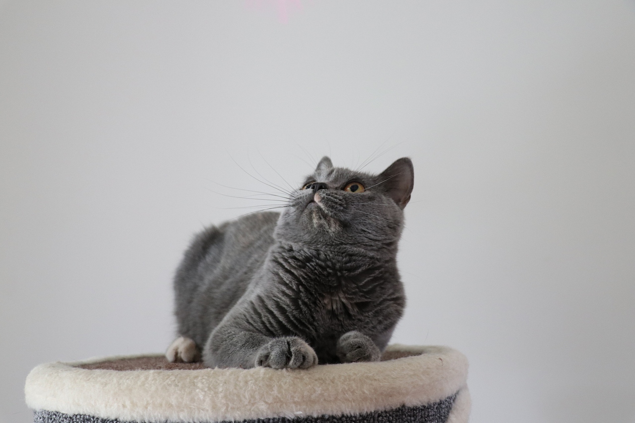 沐米猫舍 种猫MM-英短蓝乳色-阿萝-英国短毛猫