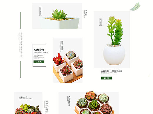 绿植多肉