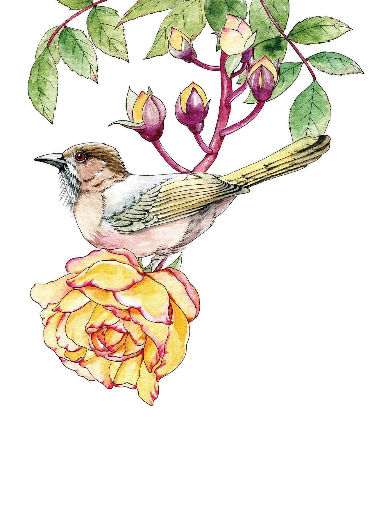 黑白花鸟集花鸟线描100例