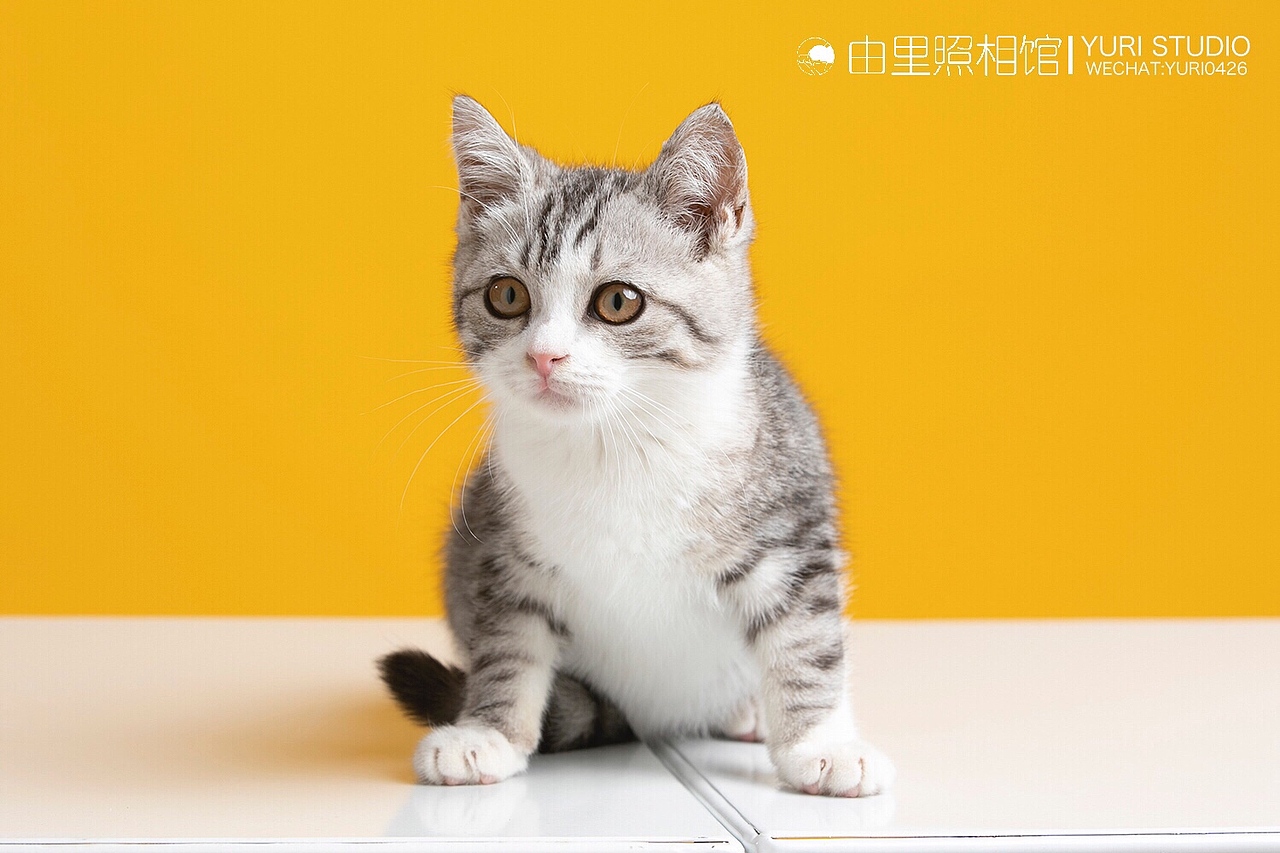 商拍 | ET超宠俱乐部 猫咪系列（图ZMTg5MDcwNDg4） - 宠物摄影 - 站酷设计师由里映像原创素材 - 站酷ZCOOL