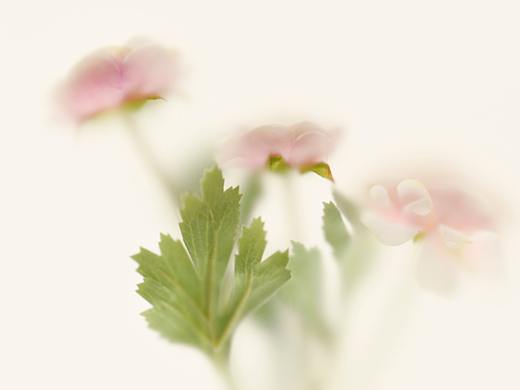 绽影像之《初醒》