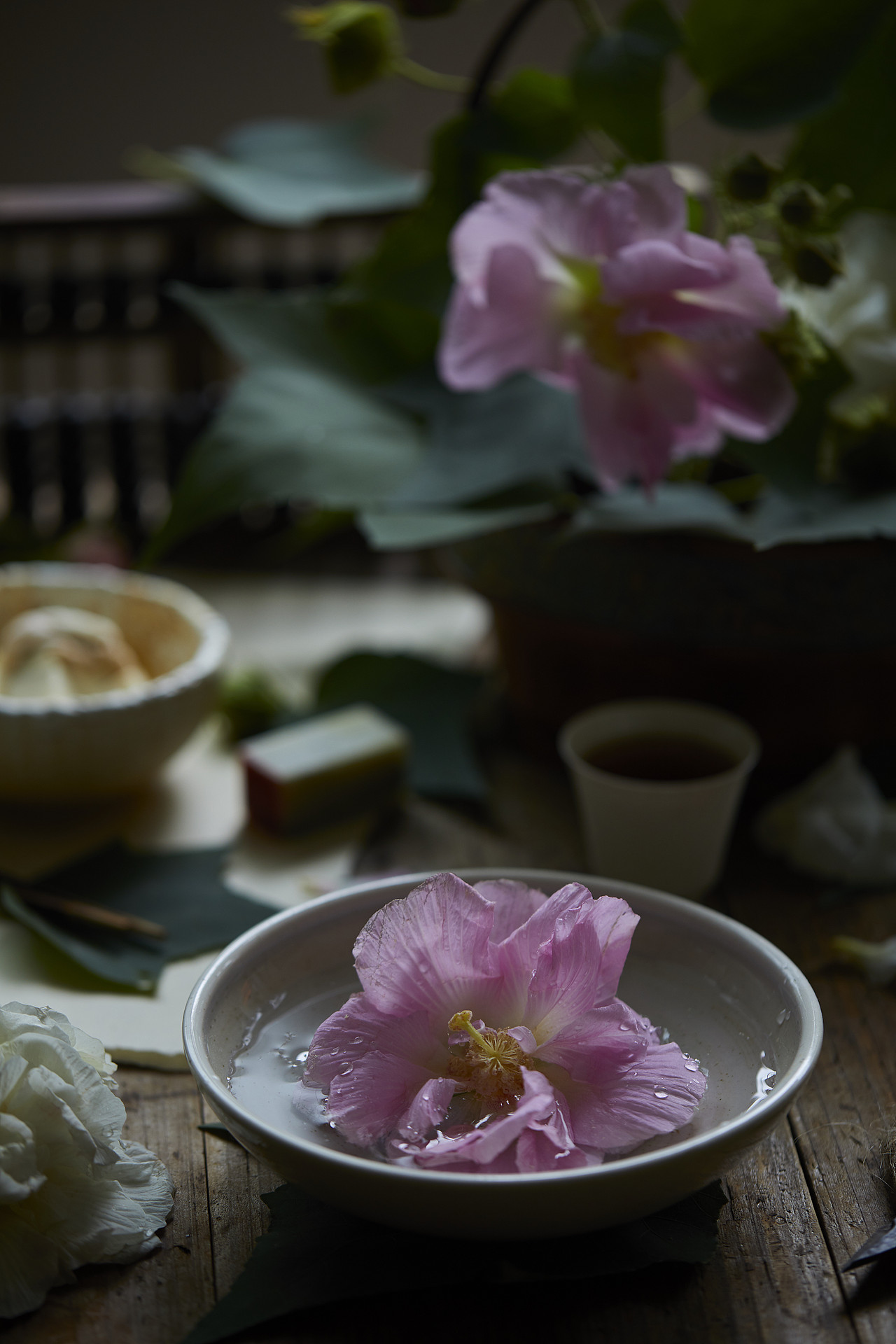 四季食花|木芙蓉