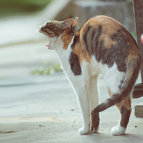 邻村阿婆那里三只猫