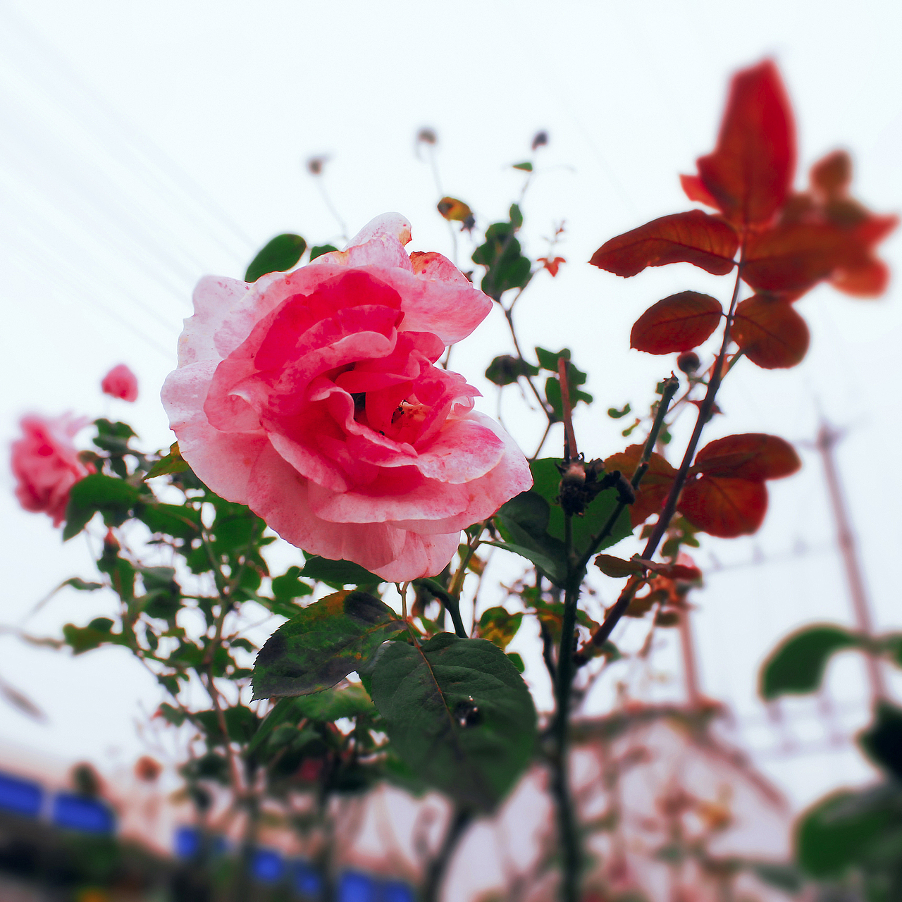 雨蝶rainbutteerfly