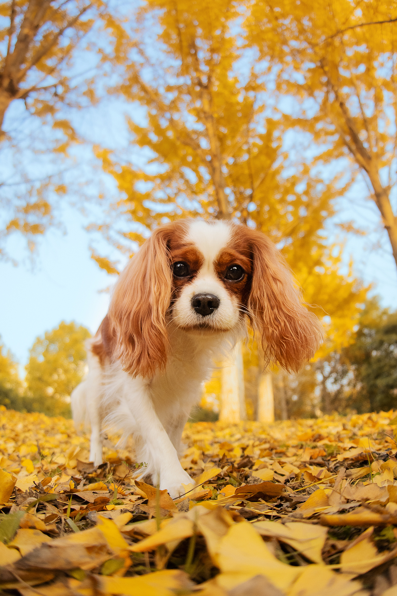 查理王小猎犬Flora，应季的银杏【均木纪实宠物摄影】（图ZMjM1NDM1MTA0） - 宠物摄影 - 站酷设计师均木纪实宠物摄影原创素材 - 站酷ZCOOL