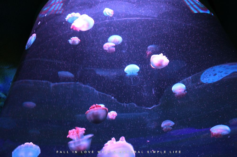 北京海洋馆（图ZMTM0MTE0ODA=） - 宠物摄影 - 站酷设计师mk1045396124原创素材 - 站酷ZCOOL