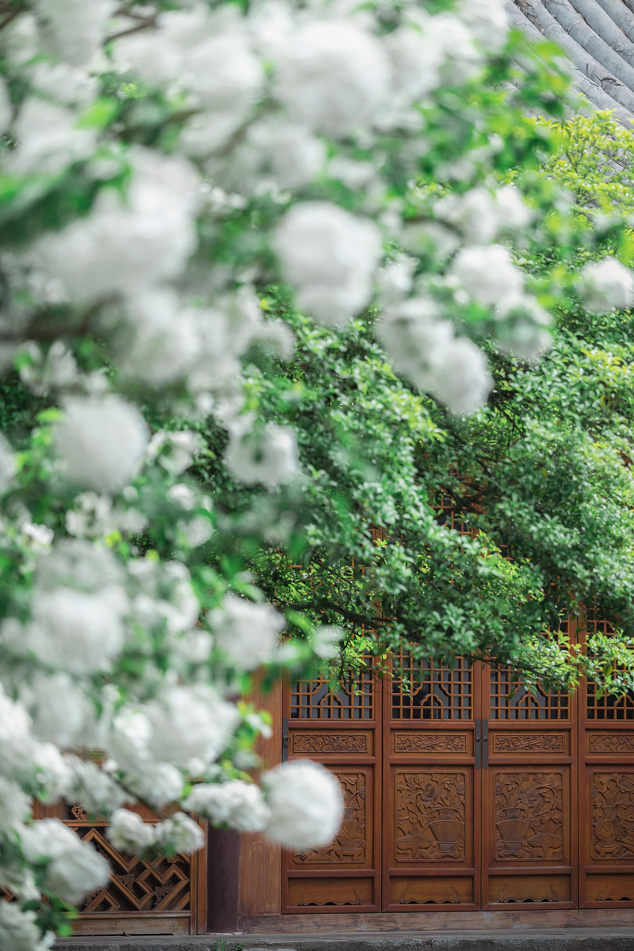 伊人與繡球（圖ZMzEzMzcyODAw） - 人像攝影 - 站酷設(shè)計(jì)師糊涂仙人LEO原創(chuàng)素材 - 站酷ZCOOL