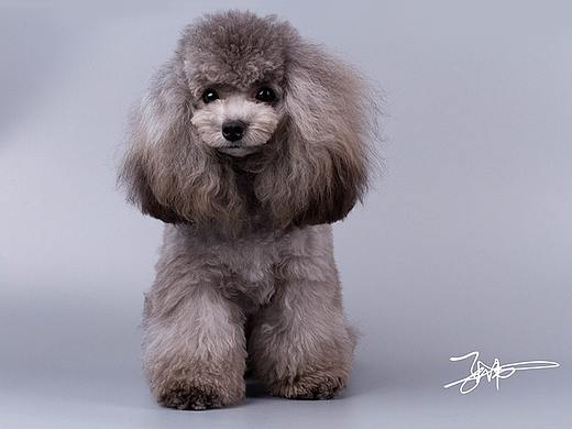 贵宾犬