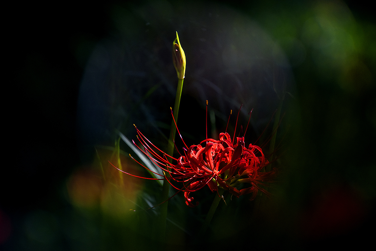 【彼岸花Red Spider Lily】（图ZMTc3MDI1NjQ4） - 风光摄影 - 站酷设计师老陆逍遥原创素材 - 站酷ZCOOL