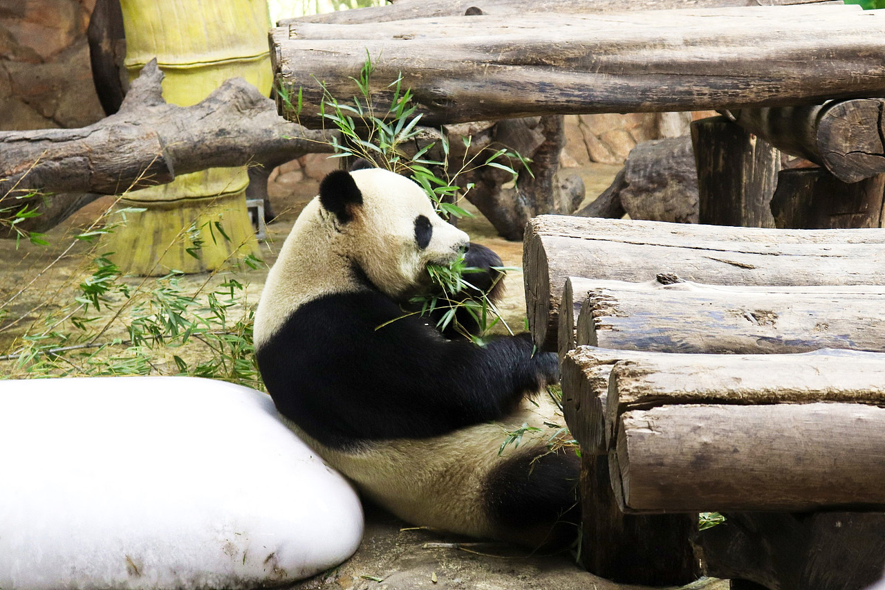 动物拍摄-广州长隆（图ZMjUxNjI3MjM2） - 风光摄影 - 站酷设计师D邓婕原创素材 - 站酷ZCOOL