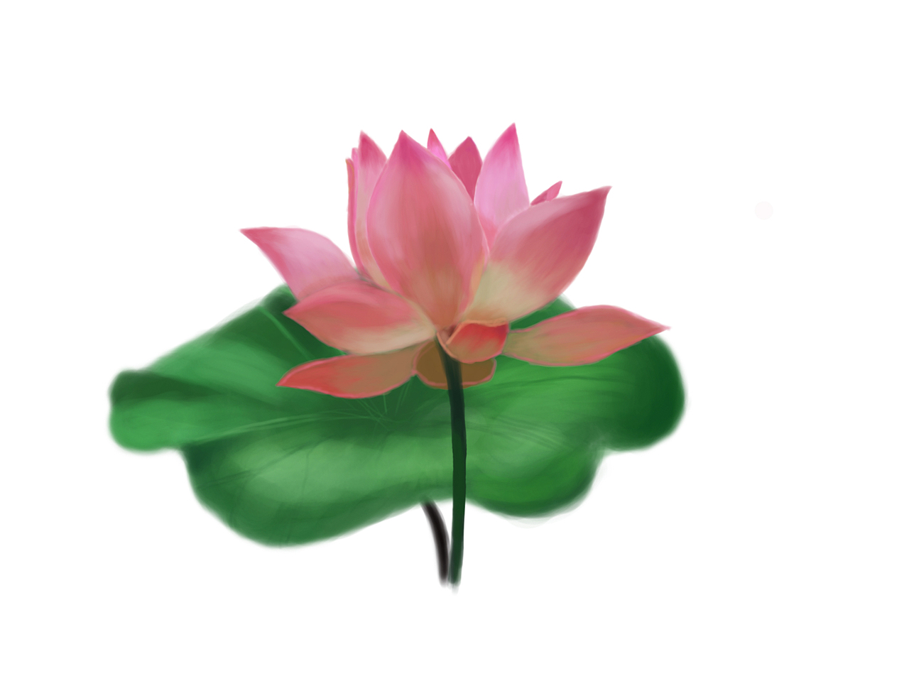 基础手绘练习——荷花