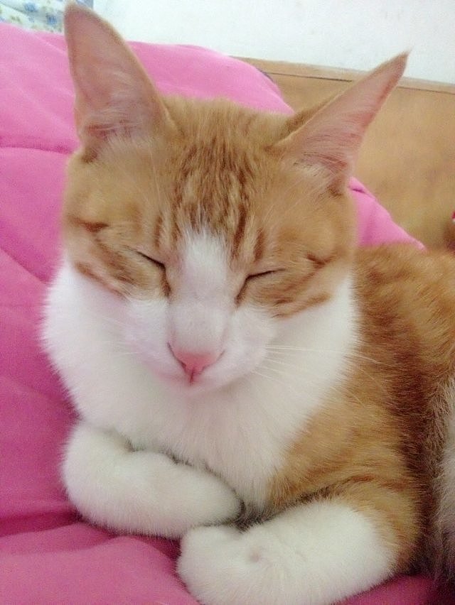 辛勤的猫奴一枚（图ZMjYxMDQwOTI=） - 其他 - 站酷设计师夏尛寞滴原创素材 - 站酷ZCOOL