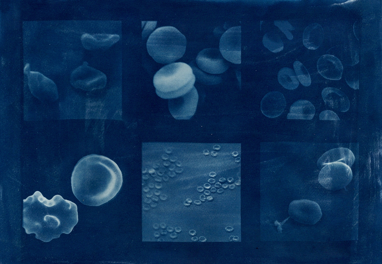 蓝晒Cyanotype - Silk & Cell