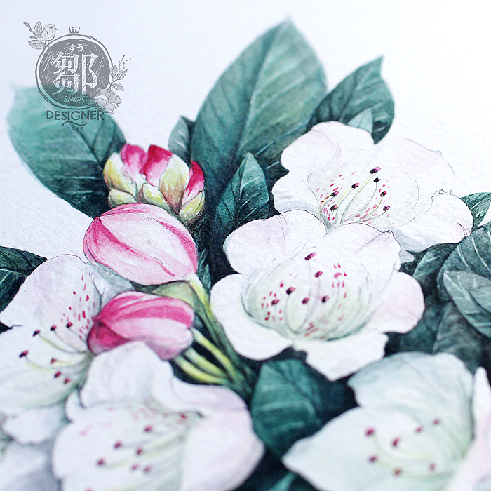 杜鹃花系列——变色杜鹃(图ZNzc5ODk3NTY=) - 商业插画 - 站酷设计师鄒慶原创素材 - 站酷ZCOOL