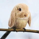 绿豆队长的头像