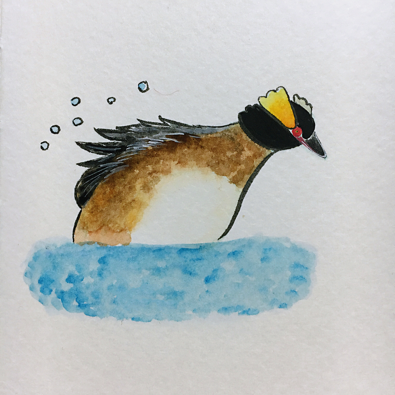 角鸊鷉piti,转眼就忘记这两个字咋写了,哈哈哈~ 