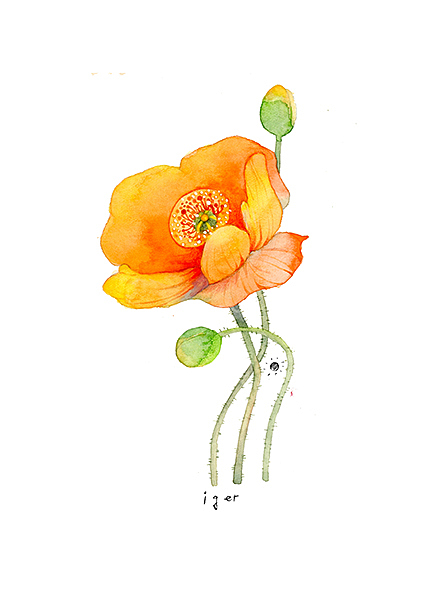 《植物物语》一组花草水彩手绘插画