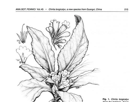Chirita longicalyx（苦苣苔科）
