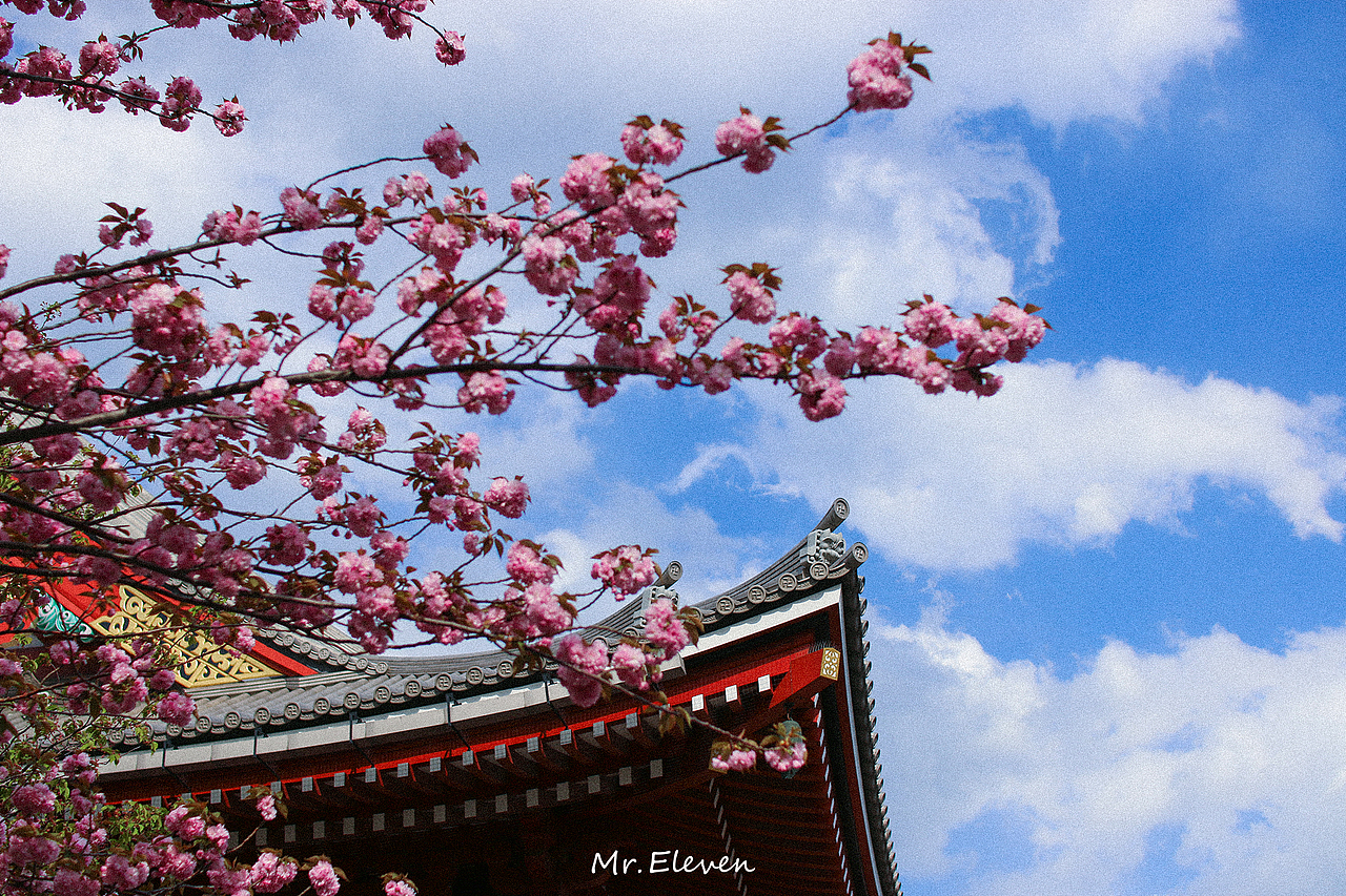 浅草寺的花开了