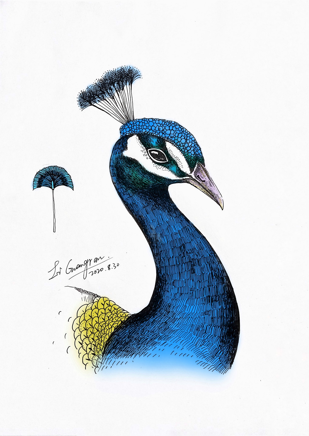 板绘以后就把手绘放下了,好久没有动过笔,有些生疏了,临摹一张孔雀