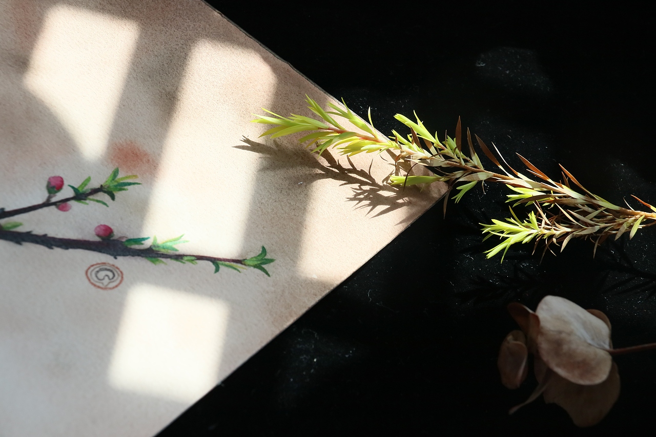 水彩练习——禅意插花