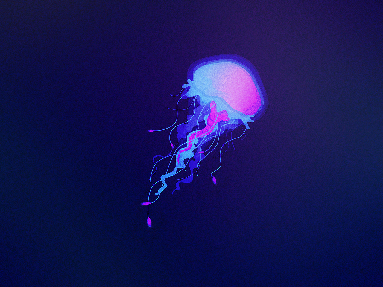 jellyfish 108