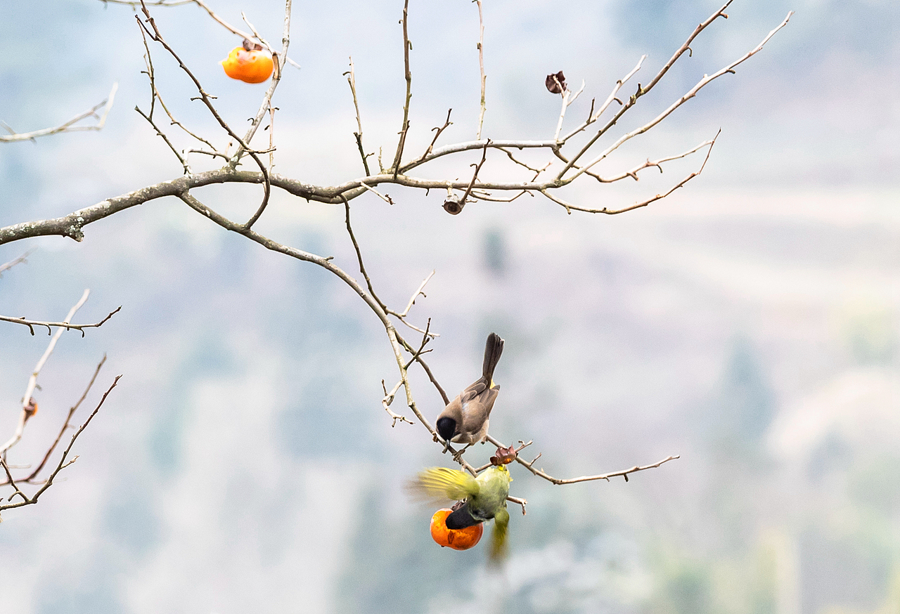 2018年12月30日,重庆市南川区山泉镇山泉社区一农家房前的柿树上挂满了金灿灿的柿子,引来各种鸟儿喜食、嬉戏,绘就了一幅鸟儿冬日“闹春”图画。