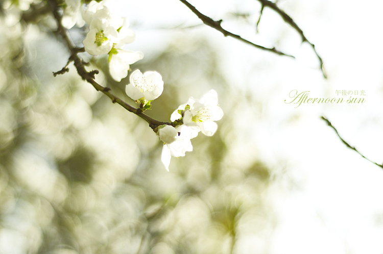 Afternoon sun 午後の日光 ·二