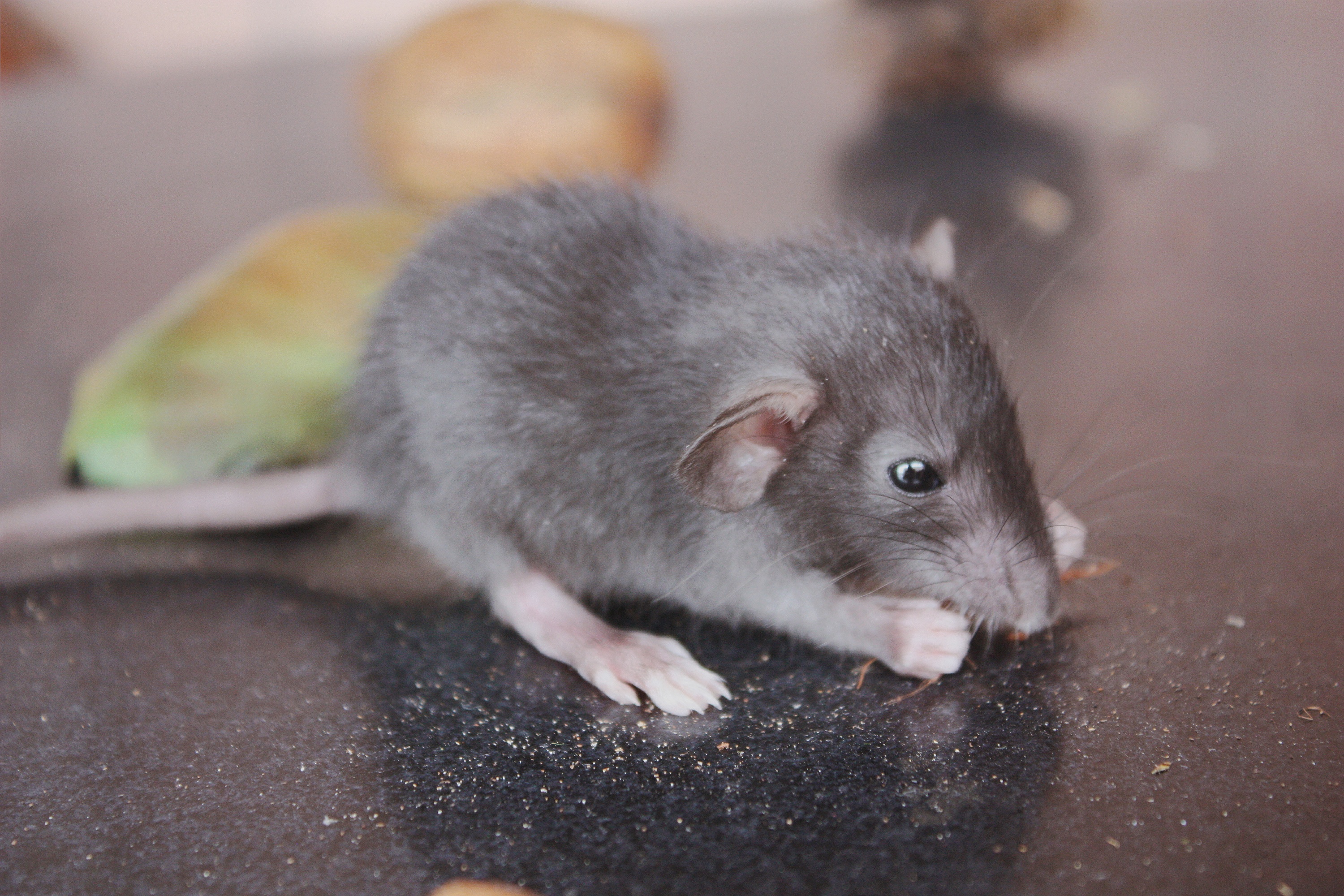 小鼠悬尾实验丨实验中到底潜藏了哪些问题和细节？ - 知乎