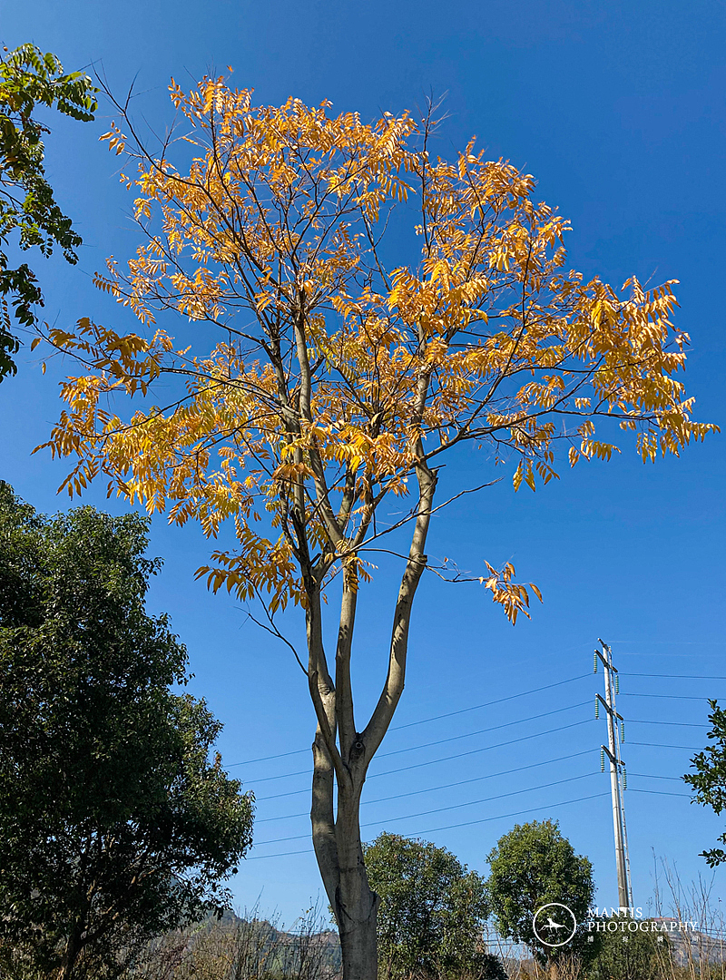 MANTIS 随拍2021（图ZMjgxNjA5ODIw） - 风光摄影 - 站酷设计师aaa62621185原创素材 - 站酷ZCOOL