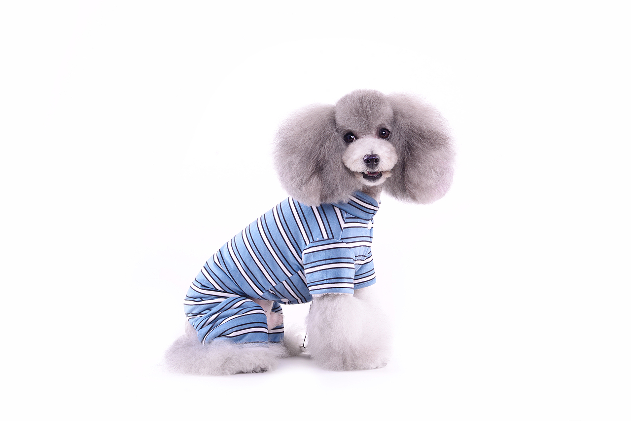 深圳宠物摄影-宠物服装拍摄