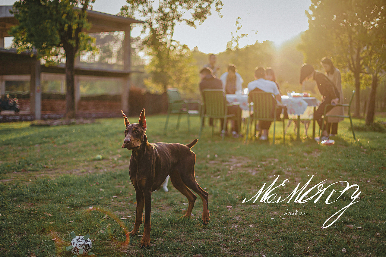 啤酒烧烤狗狗,惬意的春天