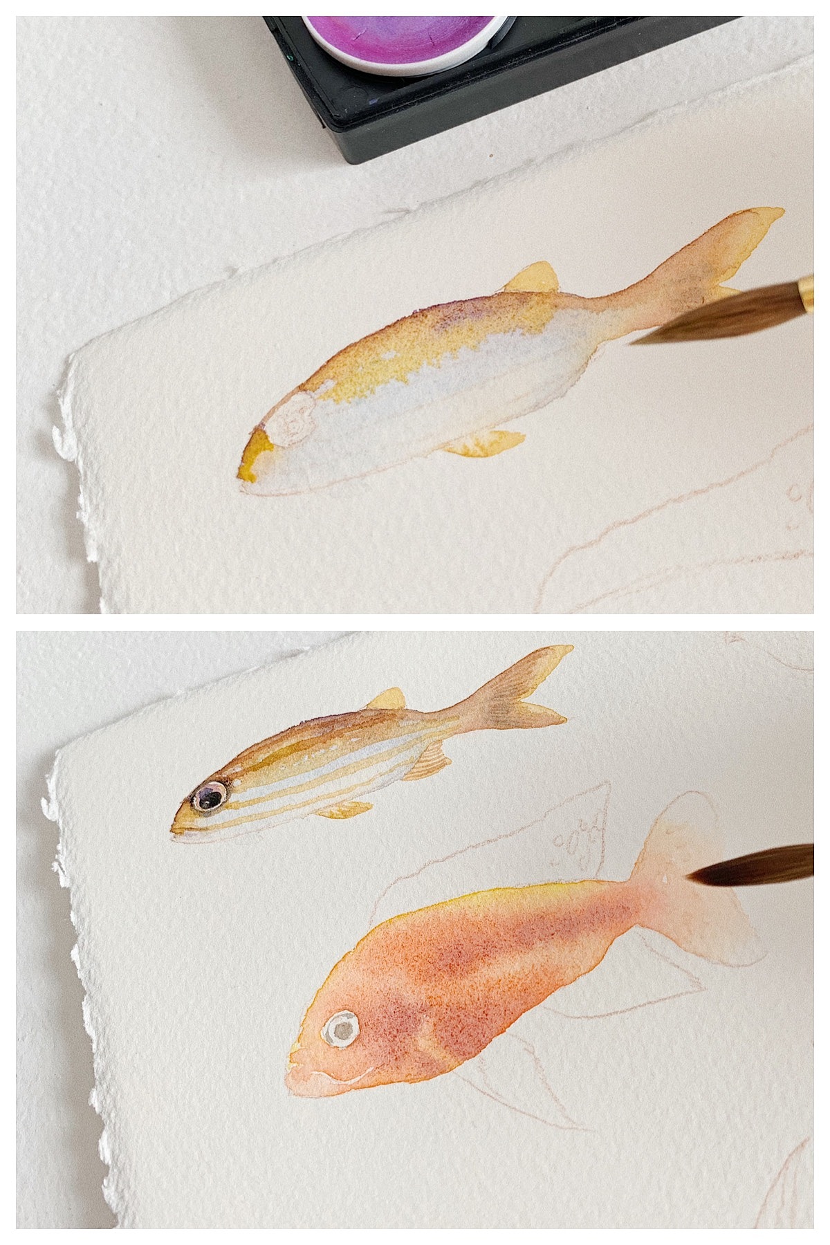 水彩鱼儿绘画过程