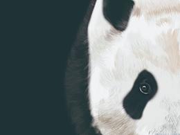 凝视——保护动物系列插画