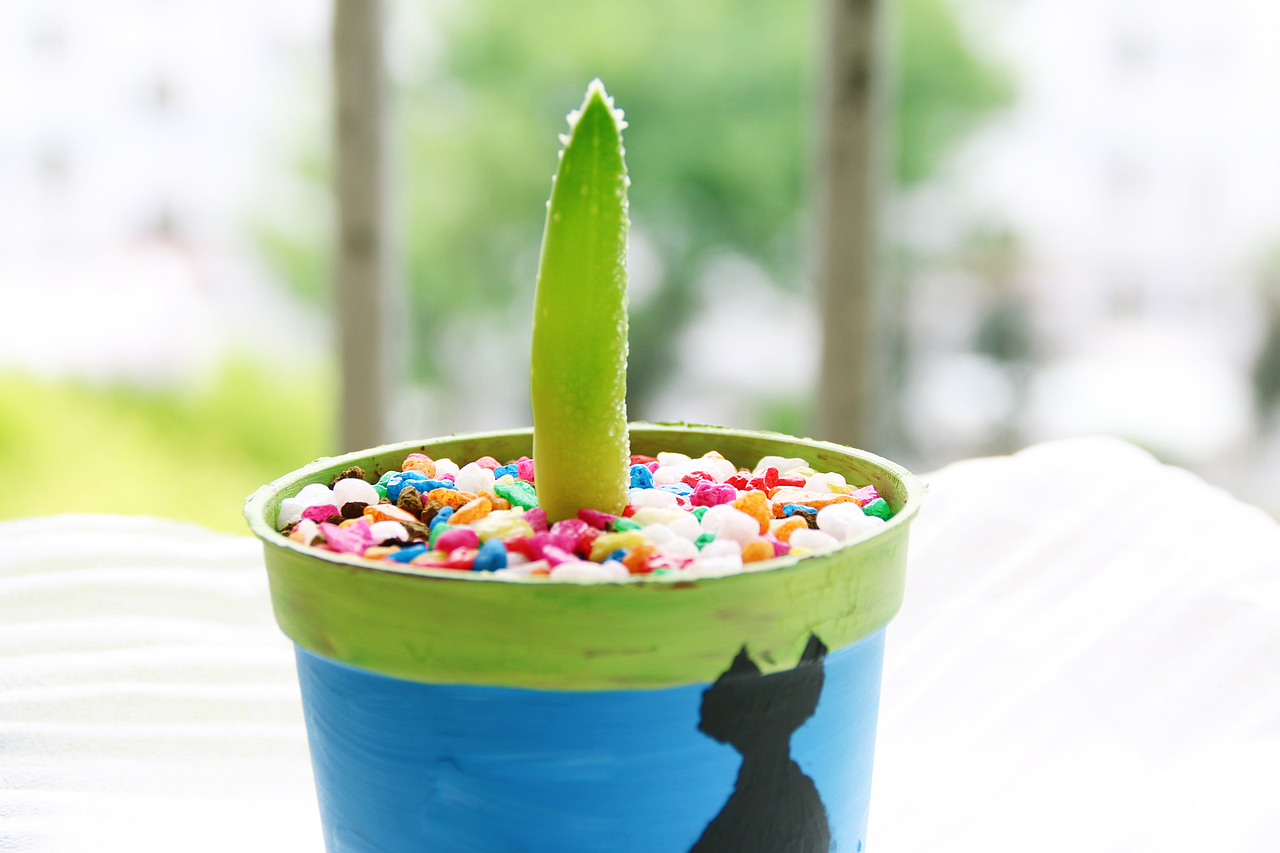 多肉（图ZNDk1MzM3Mjg=） - 产品摄影 - 站酷设计师1174337661原创素材 - 站酷ZCOOL