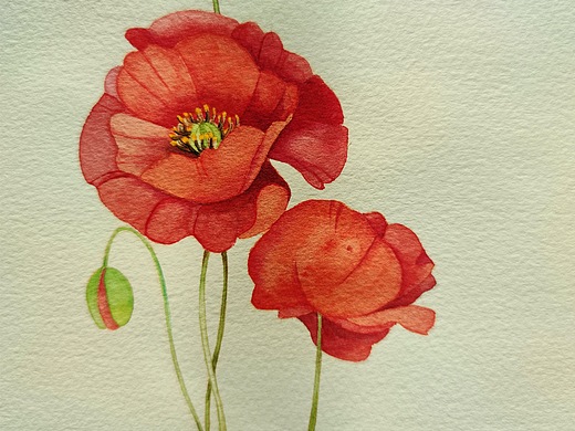 水彩|罂粟花