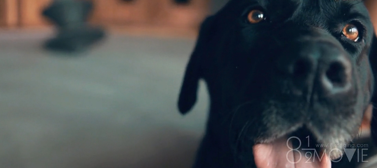 哈雷重机车摇滚婚礼（图ZMTg1Mjk3MjA=） - 短片 - 站酷设计师八又二分之一原创素材 - 站酷ZCOOL