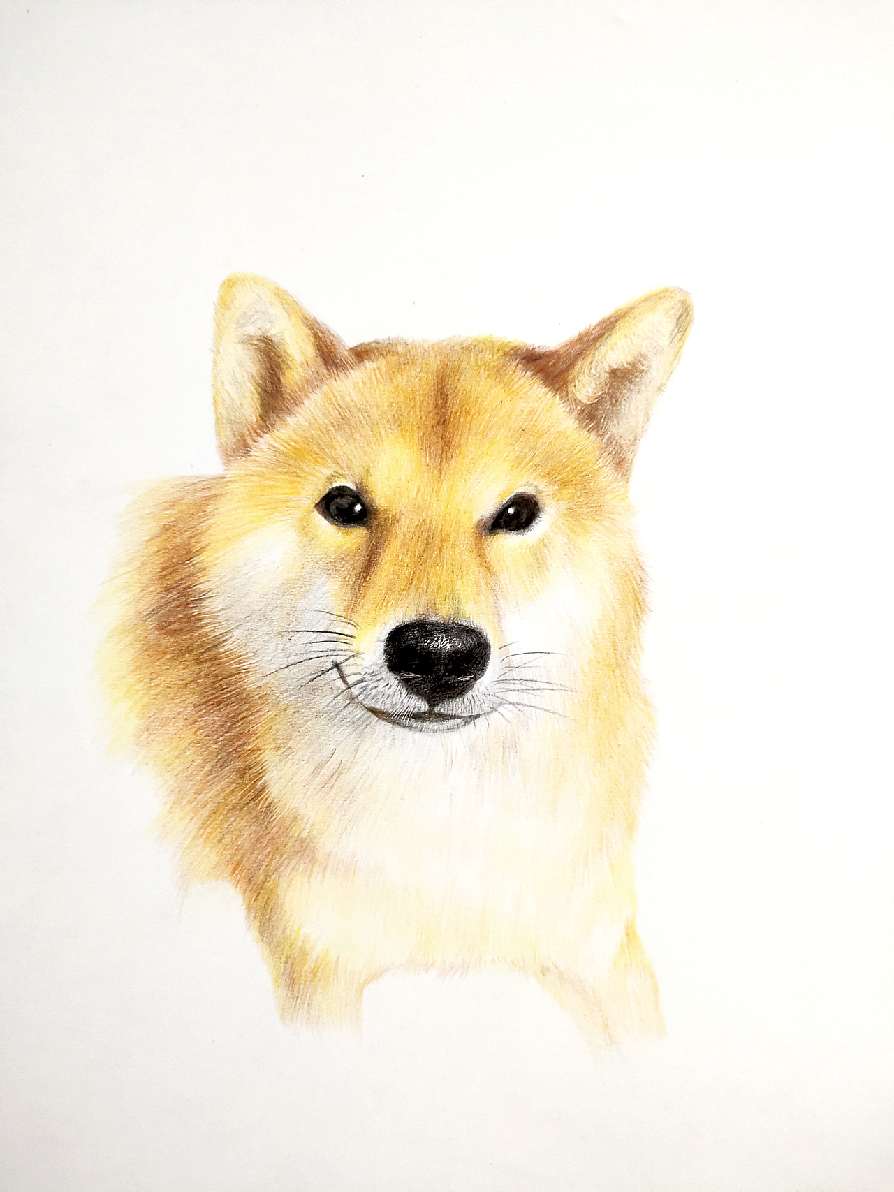 手绘狗狗 柴犬（图ZMjAxNzEzNzQ0） - 绘画 - 站酷设计师我是一只斑点原创素材 - 站酷ZCOOL