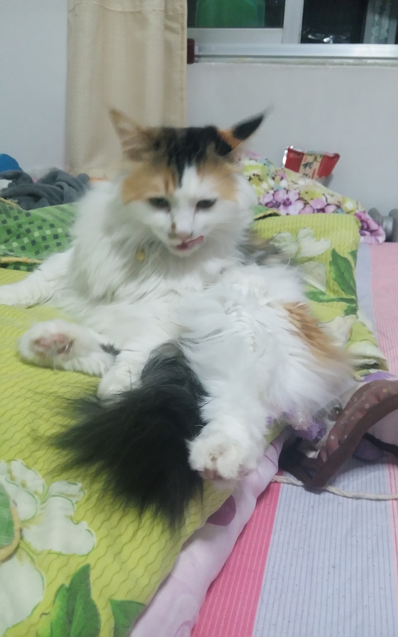 最爱吃草的傲娇小主