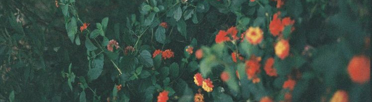 loong_的个人主页（封面预览） - 主页封面设置 - 站酷设计师loong_原创素材 - 站酷ZCOOL