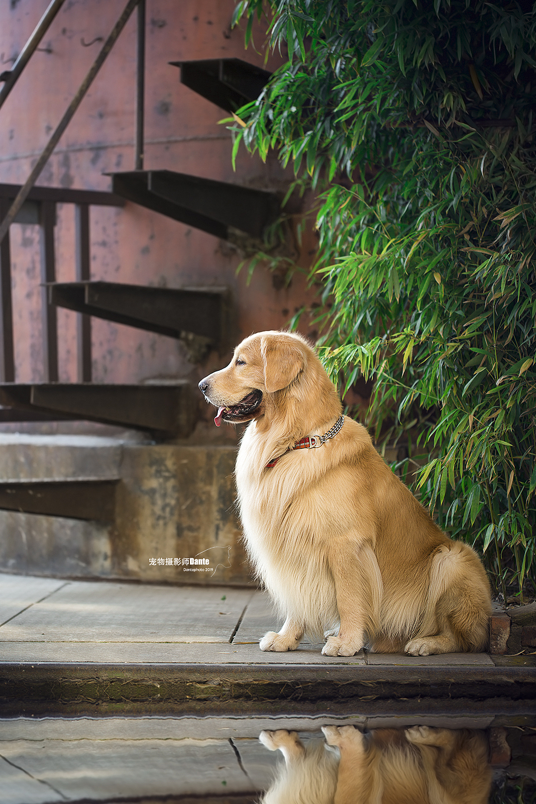宠物摄影师dante