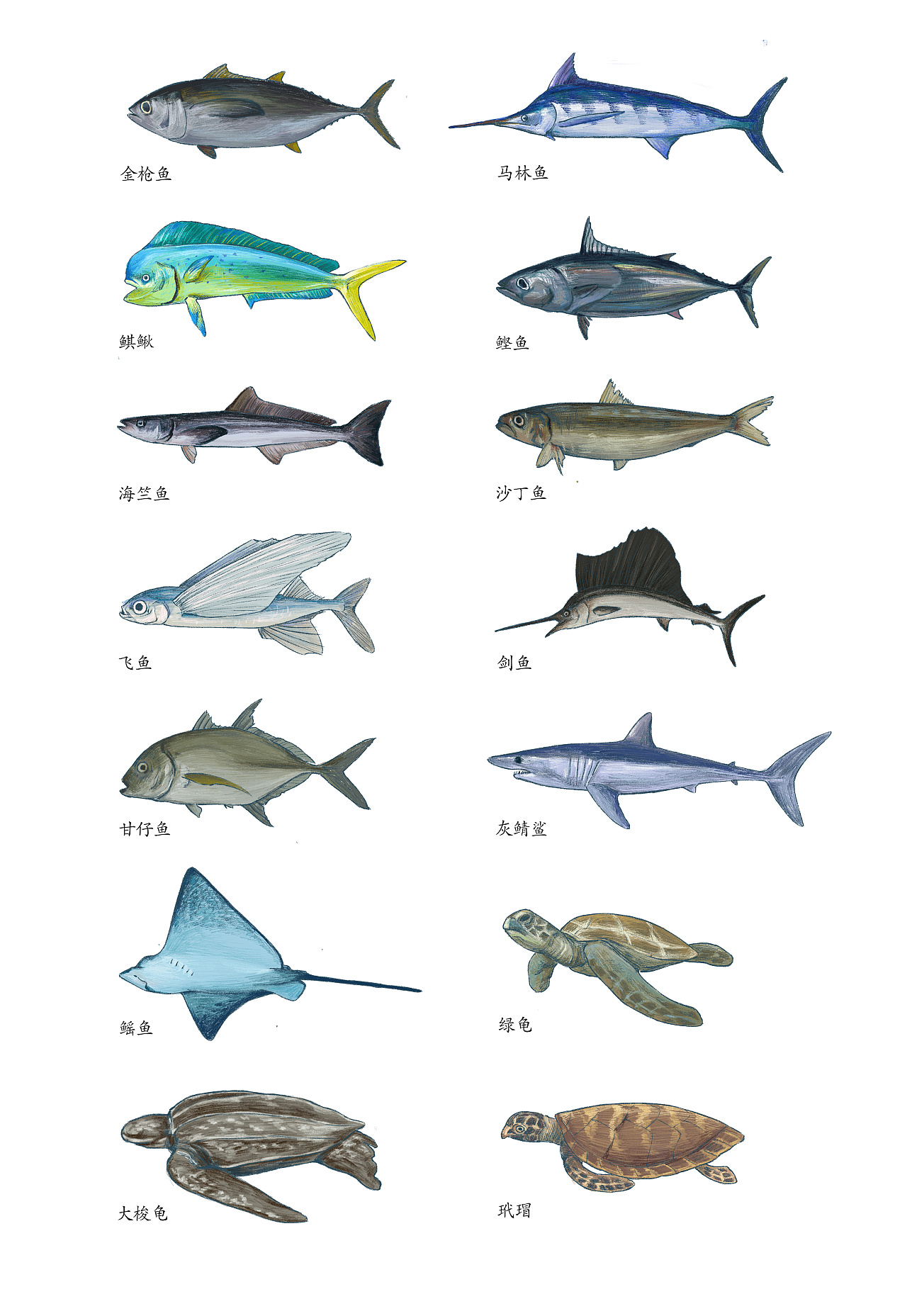 100种海洋动物名称大全图片